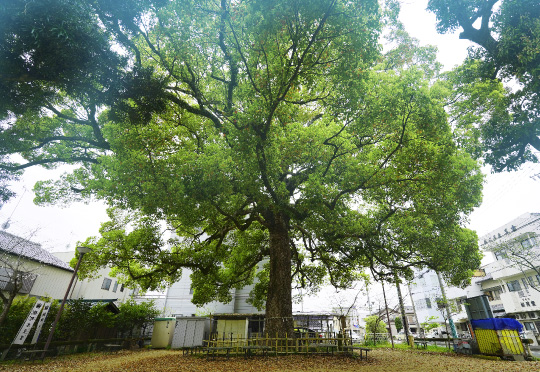 くすのき公園（約290m／徒歩4分）